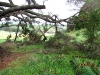 Pine tree at beginning of the Totara loop