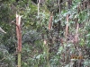 Extensive damage to the bush