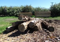 Totara logs
